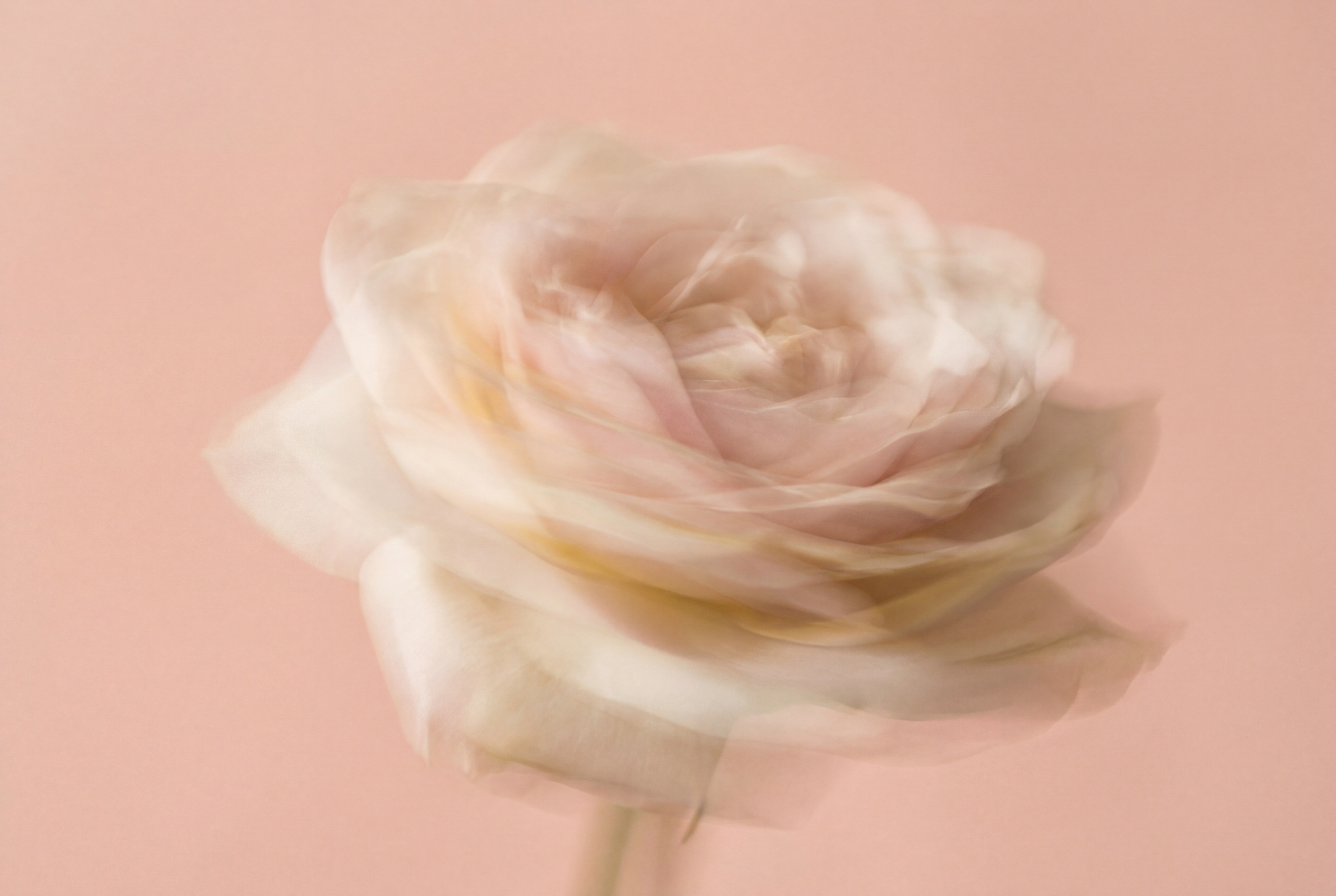Pastel Flower Generator
